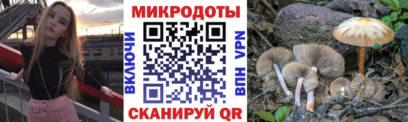 Галлюциногенные грибы Psilocybine cubensis Ивдель